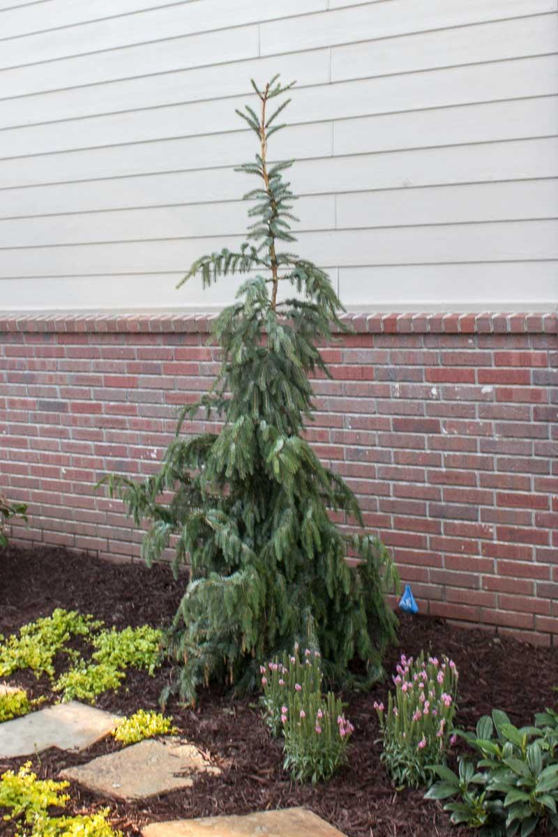 Picea Omorika 'pendula Bruns' - View 31 from www redcrocus com
