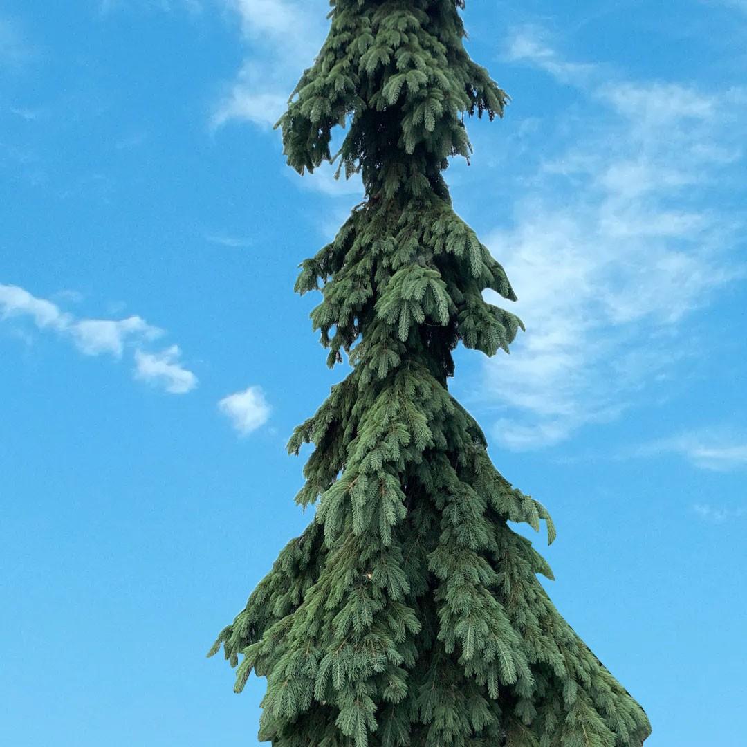 Picea Omorika 'pendula Bruns' - View 32 from www redcrocus com