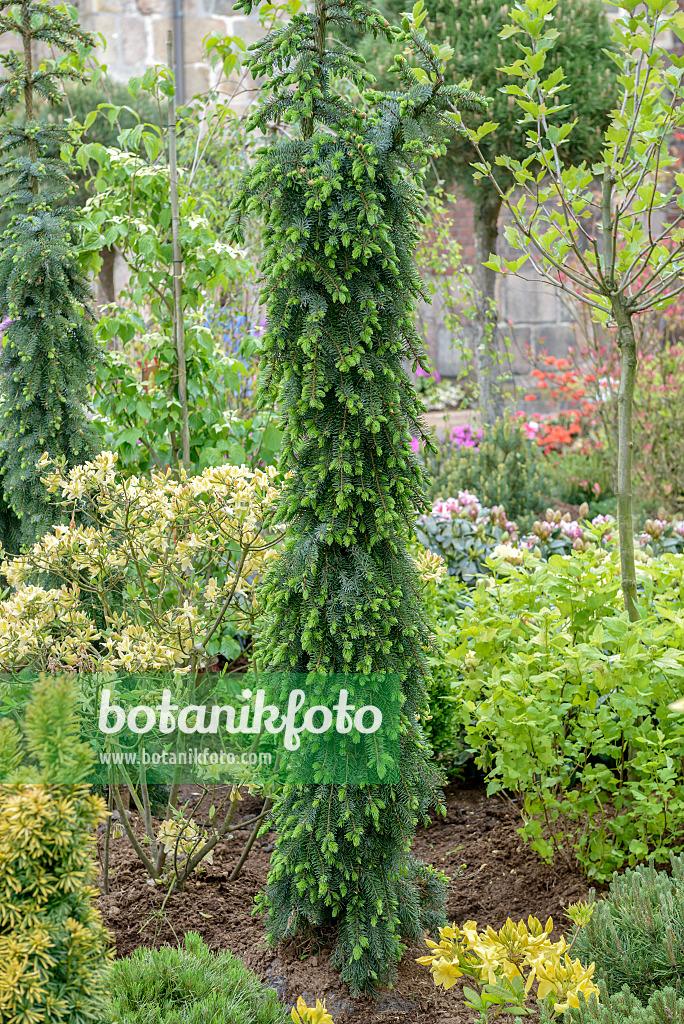 Picea Omorika 'pendula Bruns' - View 33 from www redcrocus com