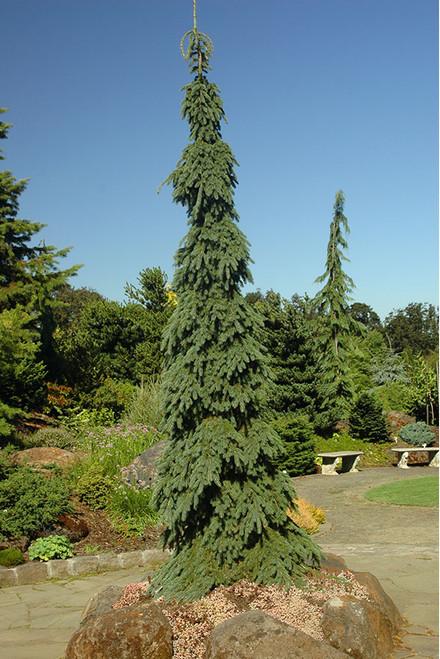 Picea Omorika 'pendula Bruns' - View 34 from www redcrocus com