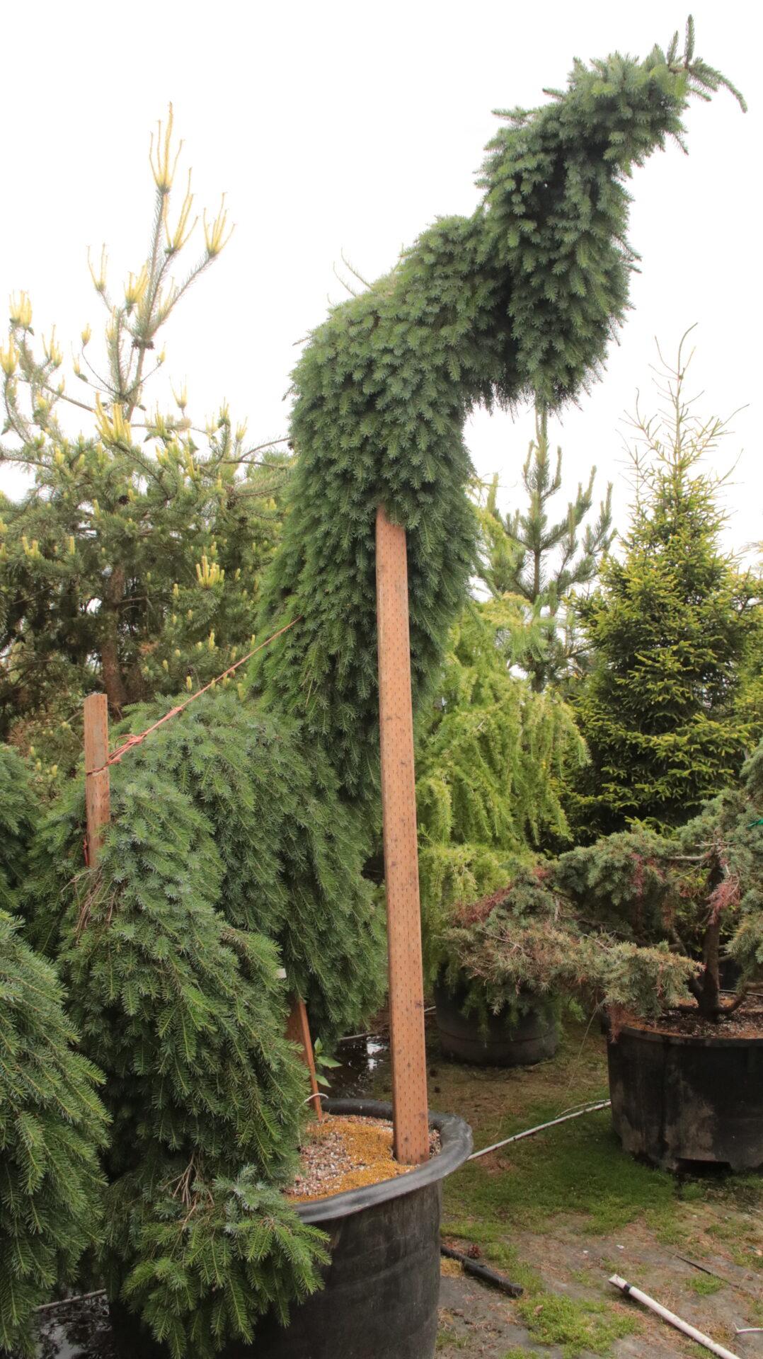 Picea Omorika 'pendula Bruns' - View 3 from www redcrocus com