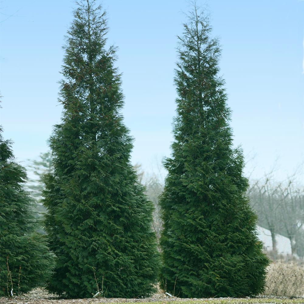 Thuja Occidentalis 'american Pillar' - View 13 from www redcrocus com