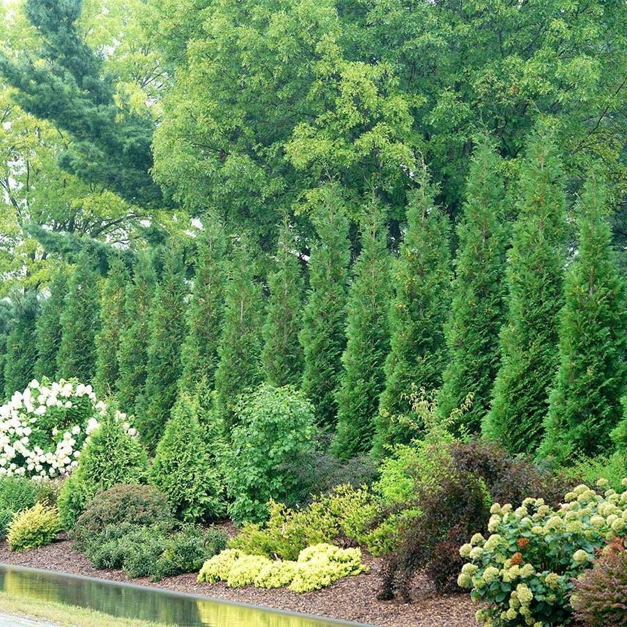 Thuja Occidentalis 'american Pillar' - View 14 from www redcrocus com