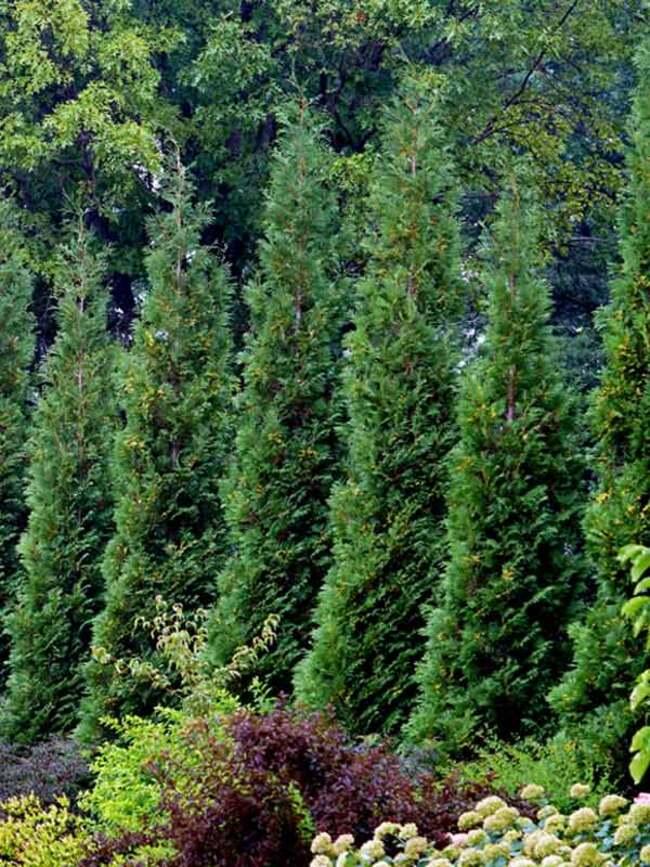 Thuja Occidentalis 'american Pillar' - View 20 from www redcrocus com