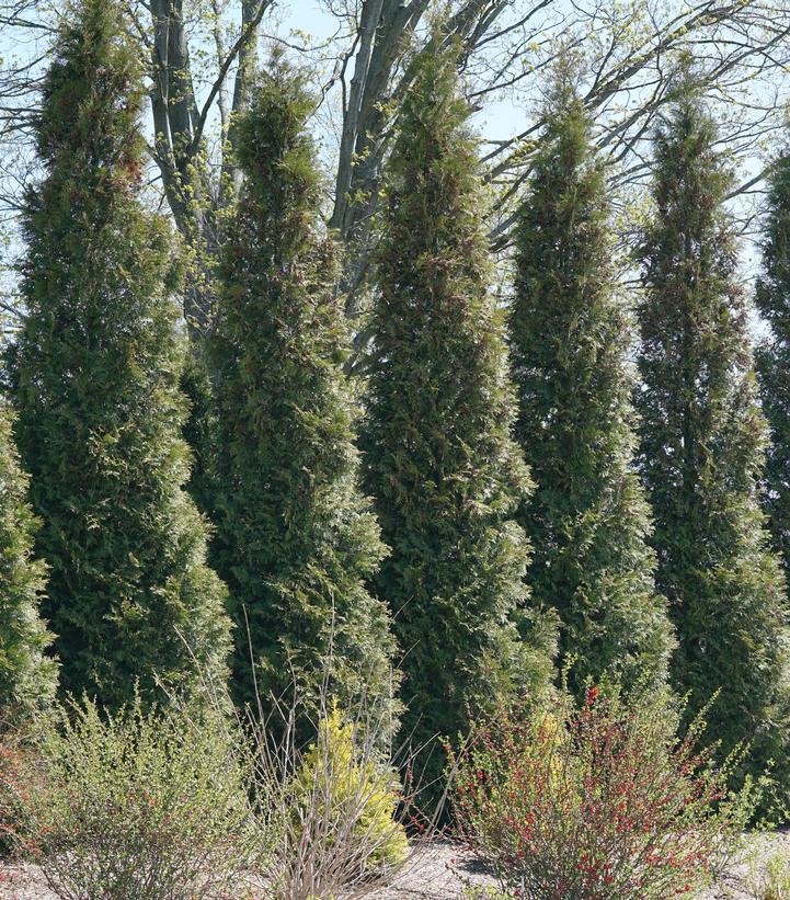Thuja Occidentalis 'american Pillar' - View 24 from www redcrocus com