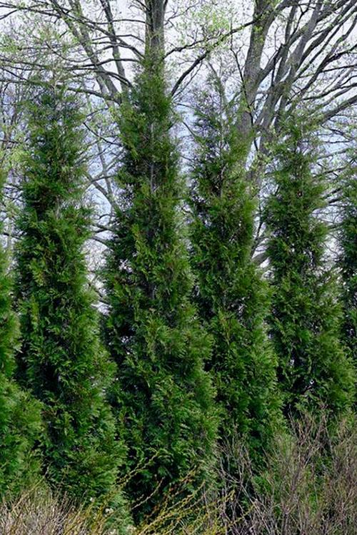 Thuja Occidentalis 'american Pillar' - View 25 from www redcrocus com