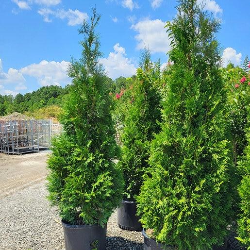 Thuja Occidentalis 'american Pillar' - View 33 from www redcrocus com