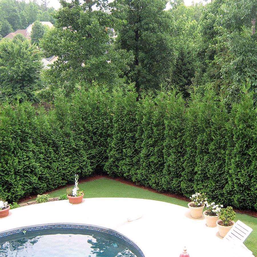 Thuja Occidentalis 'american Pillar' - View 35 from www redcrocus com