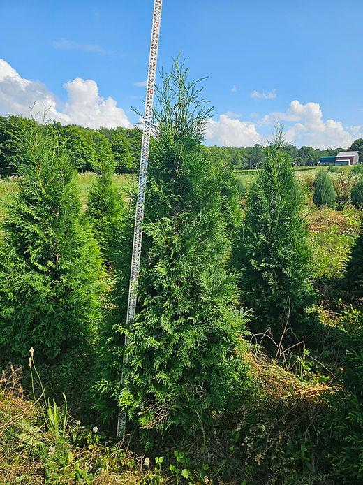 Thuja Occidentalis 'american Pillar' - View 37 from www redcrocus com