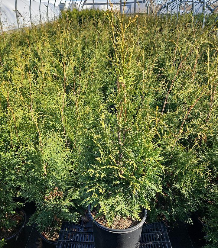 Thuja Occidentalis 'american Pillar' - View 38 from www redcrocus com