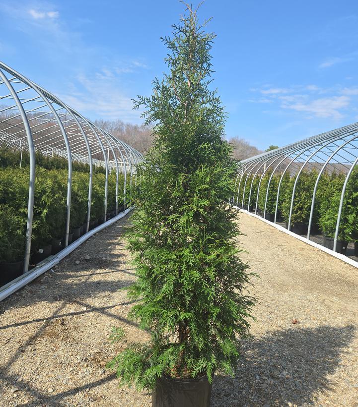 Thuja Occidentalis 'american Pillar' - View 39 from www redcrocus com