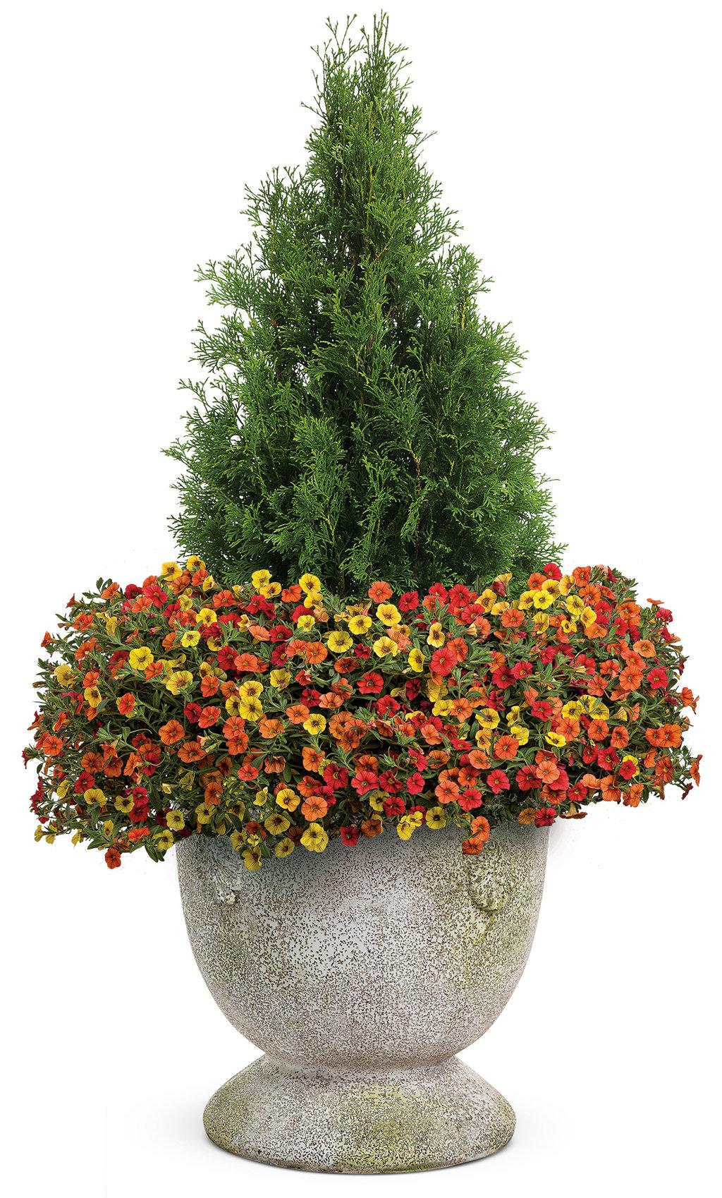Thuja Occidentalis 'north Pole' - View 15 from www redcrocus com