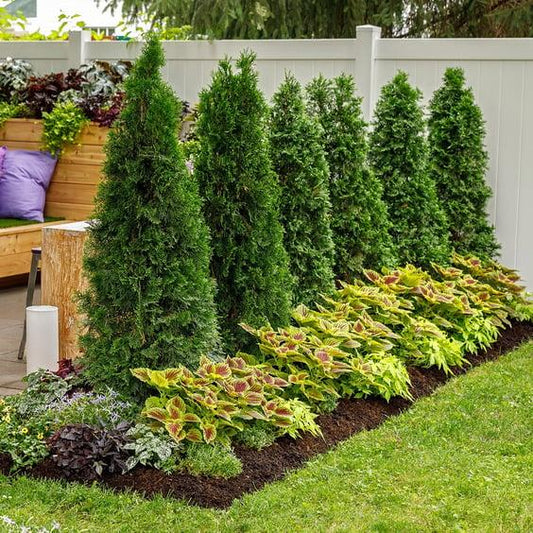 Thuja Occidentalis 'north Pole' - View 16 from www redcrocus com