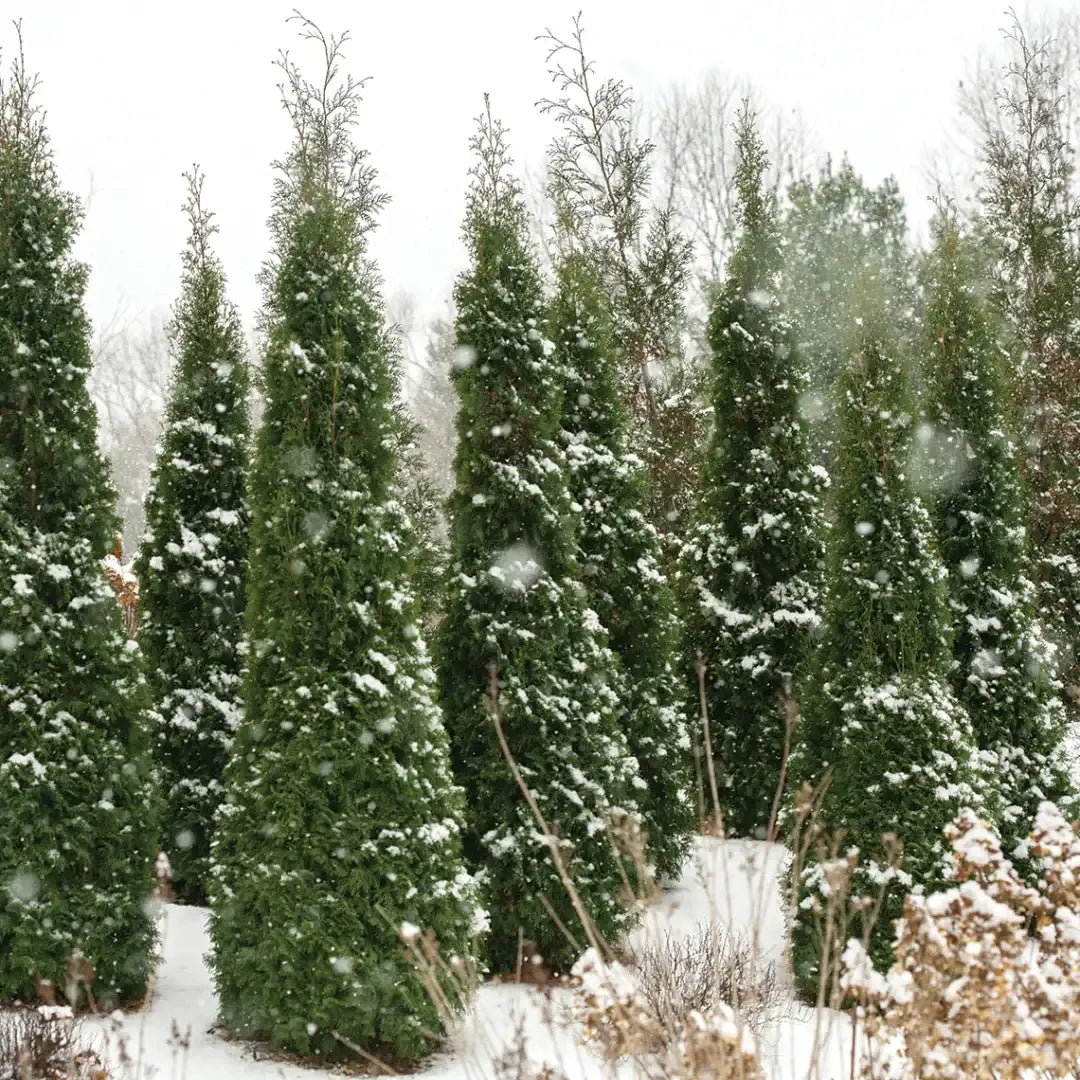 Thuja Occidentalis 'north Pole' - View 18 from www redcrocus com
