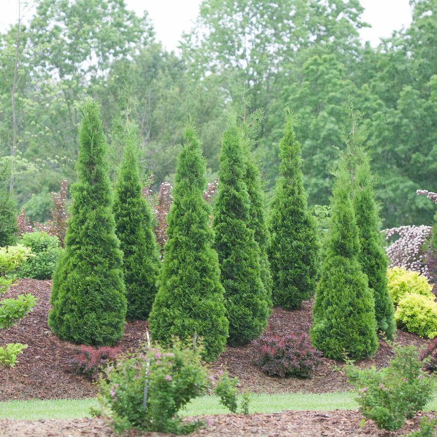Thuja Occidentalis 'north Pole' - View 19 from www redcrocus com