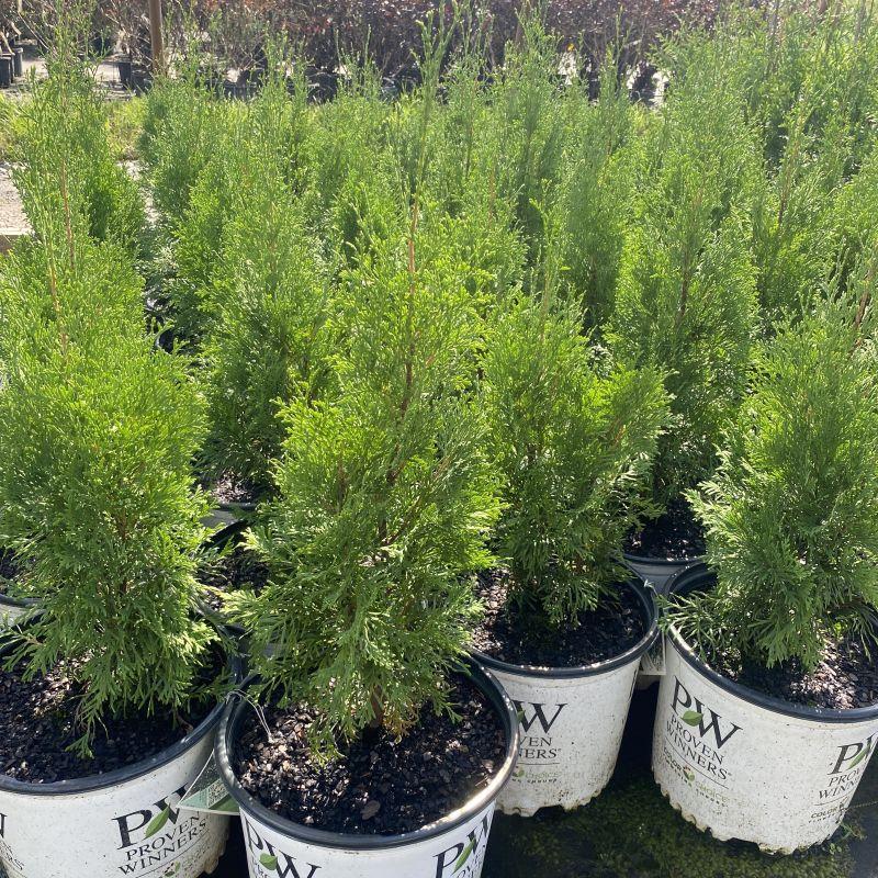 Thuja Occidentalis 'north Pole' - View 21 from www redcrocus com