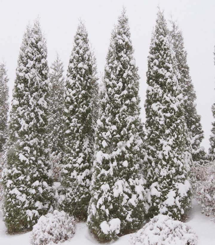 Thuja Occidentalis 'north Pole' - View 24 from www redcrocus com