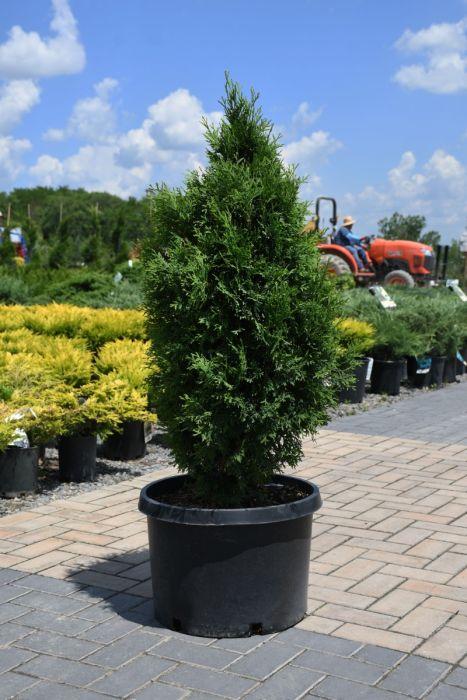 Thuja Occidentalis 'north Pole' - View 25 from www redcrocus com