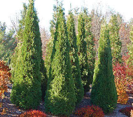 Thuja Occidentalis 'north Pole' - View 26 from www redcrocus com