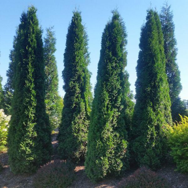 Thuja Occidentalis 'north Pole' - View 31 from www redcrocus com