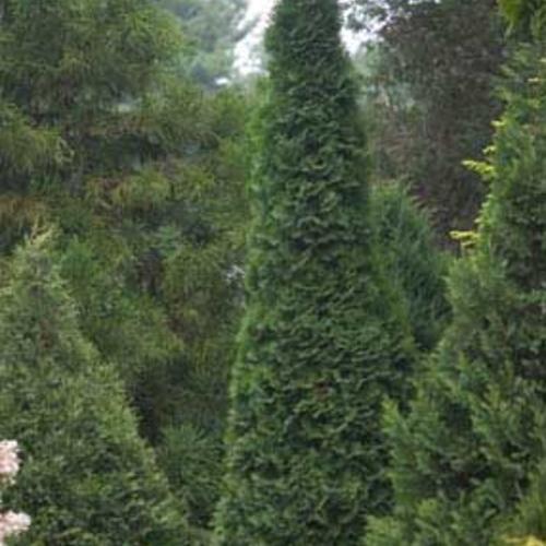 Thuja Occidentalis 'north Pole' - View 34 from www redcrocus com
