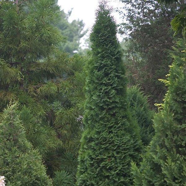 Thuja Occidentalis 'north Pole' - View 35 from www redcrocus com
