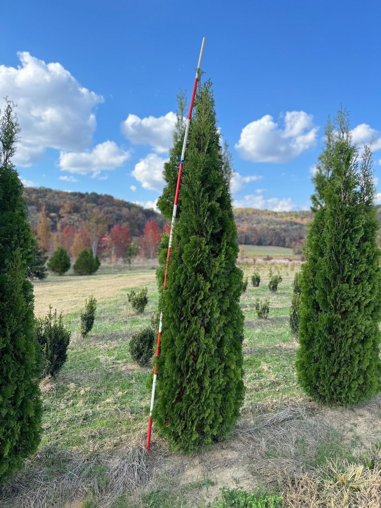 Thuja Occidentalis 'north Pole' - View 36 from www redcrocus com