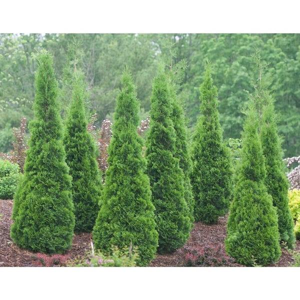 Thuja Occidentalis 'north Pole' - View 39 from www redcrocus com