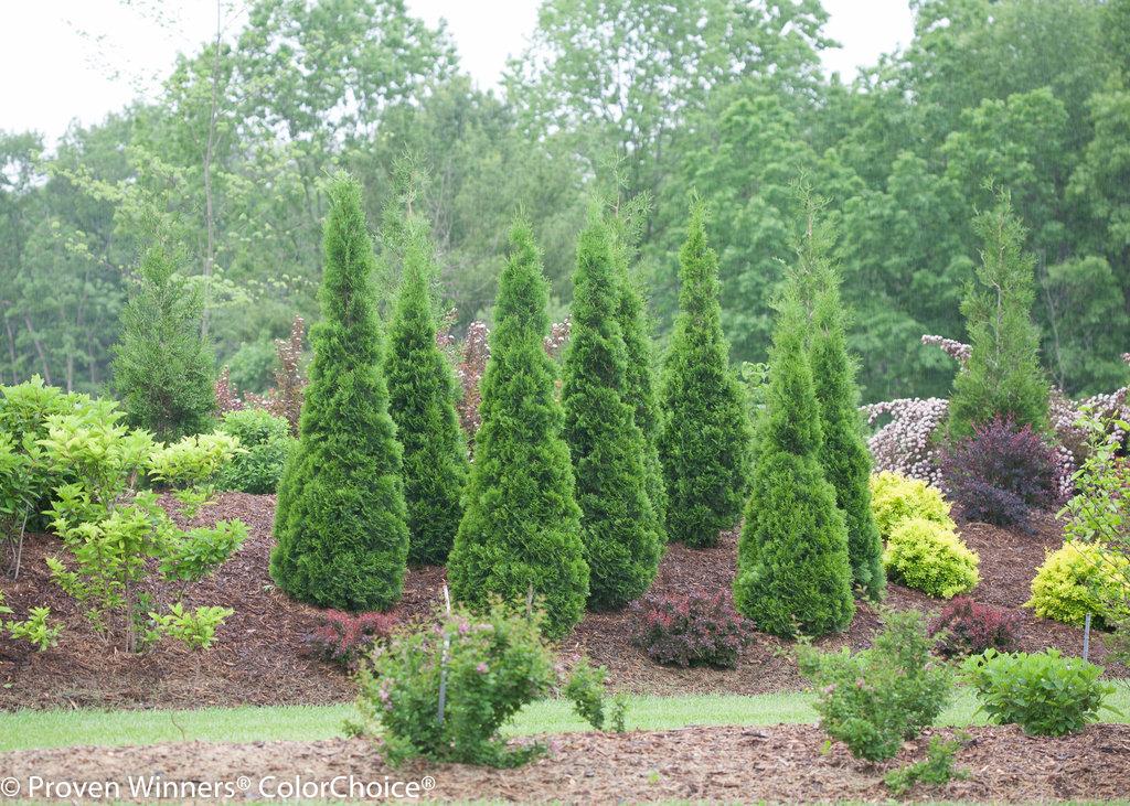 Thuja Occidentalis 'north Pole' - View 4 from www redcrocus com