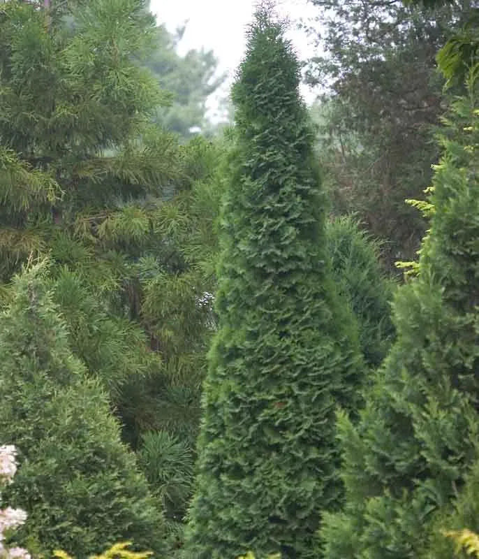 Thuja Occidentalis 'north Pole' - View 8 from www redcrocus com
