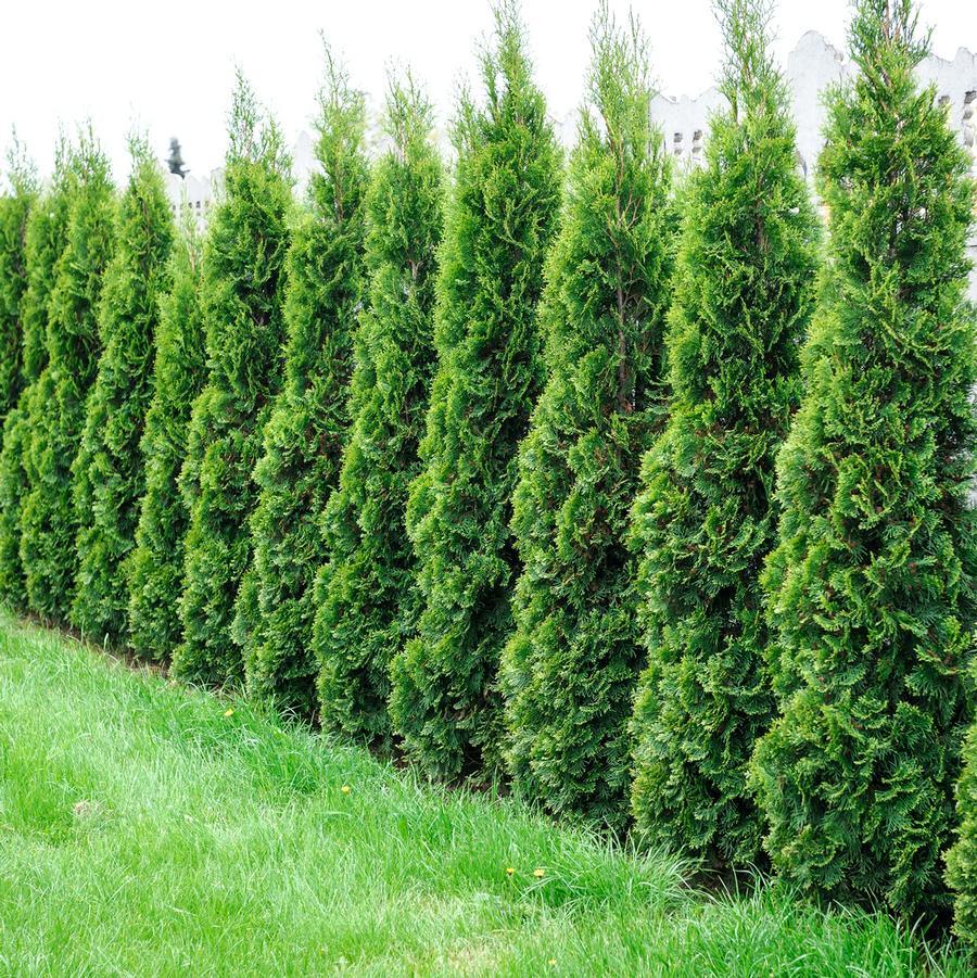 Thuja Occidentalis 'north Pole' - View 9 from www redcrocus com