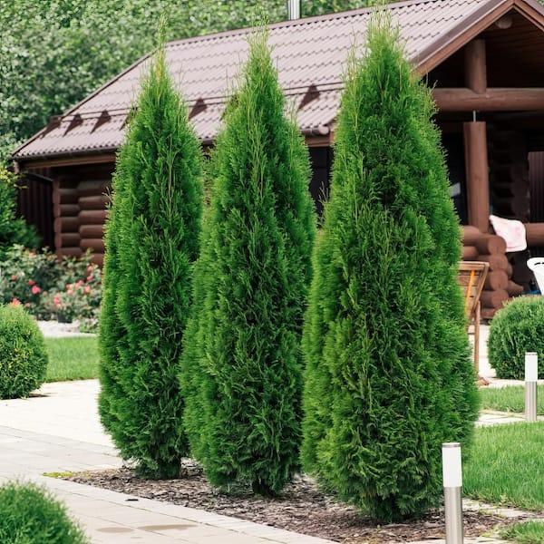 Thuja Plicata 'tiny Tower' - View 30 from www redcrocus com
