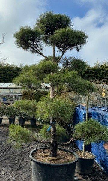 Pinus Sylvestris Pompom - View 14 from www redcrocus com