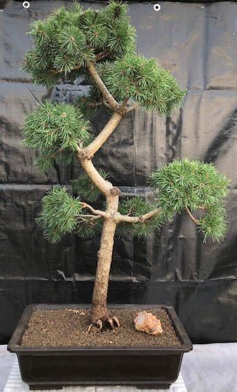 Pinus Sylvestris Pompom - View 18 from www redcrocus com