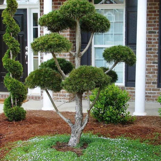 Pinus Sylvestris Pompom - View 1 from www redcrocus com