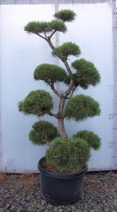 Pinus Sylvestris Pompom - View 12 from www redcrocus com