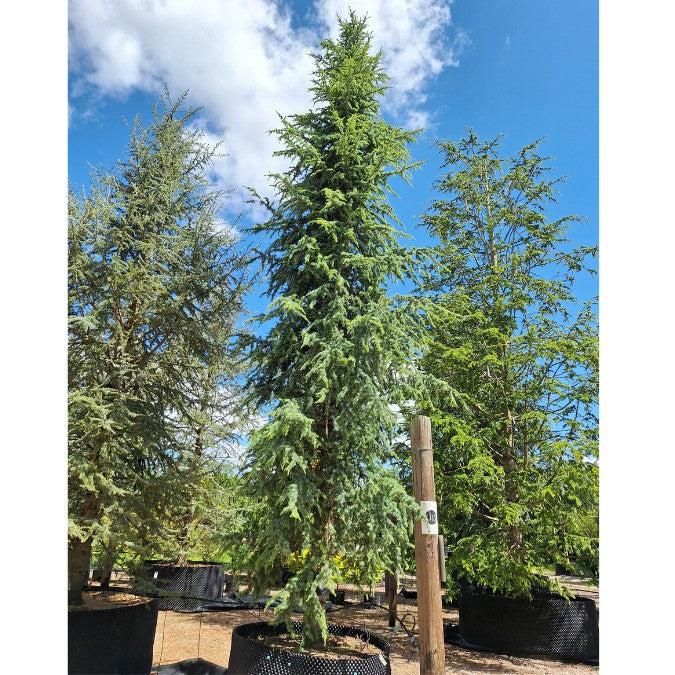 Cedrus Atlantica 'fastigiata' - View 10 from www redcrocus com