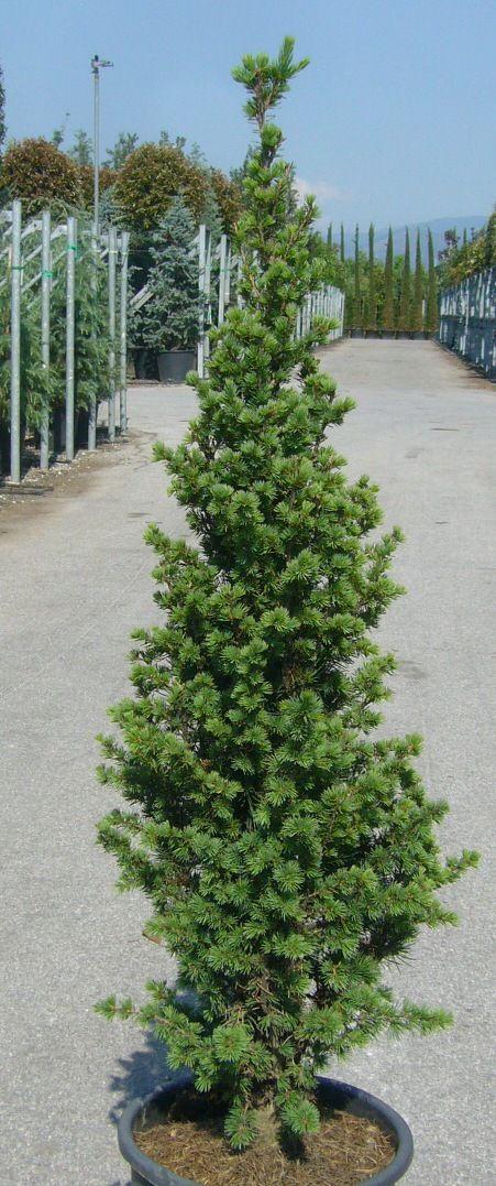 Cedrus Atlantica 'fastigiata' - View 16 from www redcrocus com