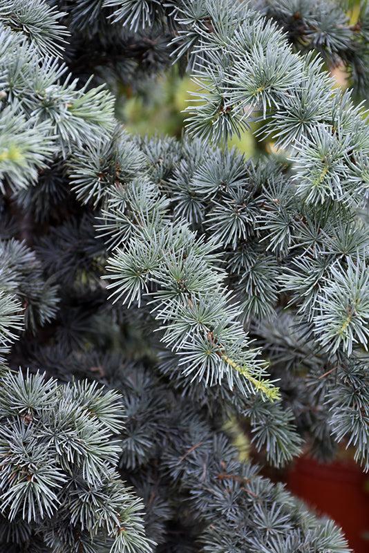 Cedrus Atlantica 'fastigiata' - View 18 from www redcrocus com
