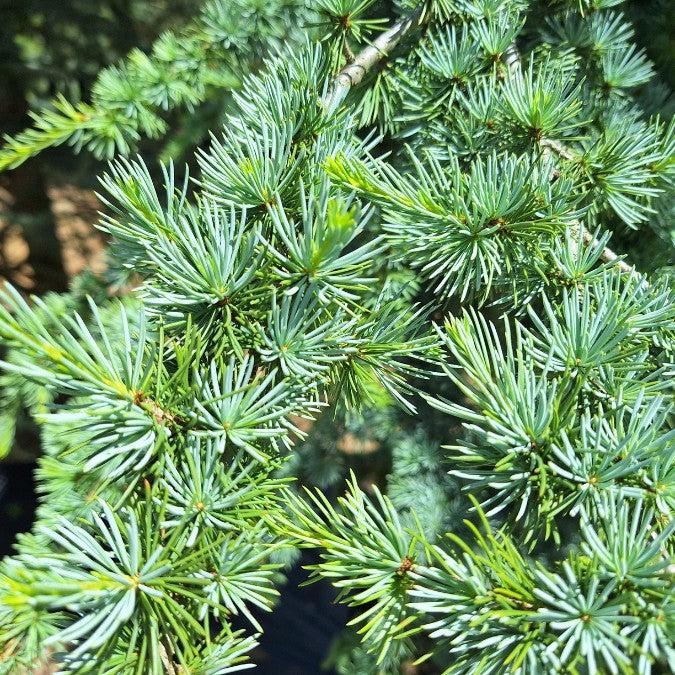 Cedrus Atlantica 'fastigiata' - View 21 from www redcrocus com