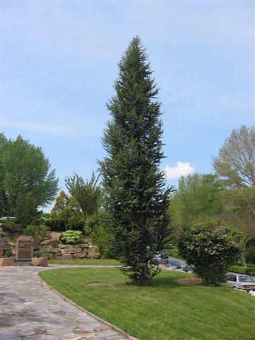 Cedrus Atlantica 'fastigiata' - View 22 from www redcrocus com
