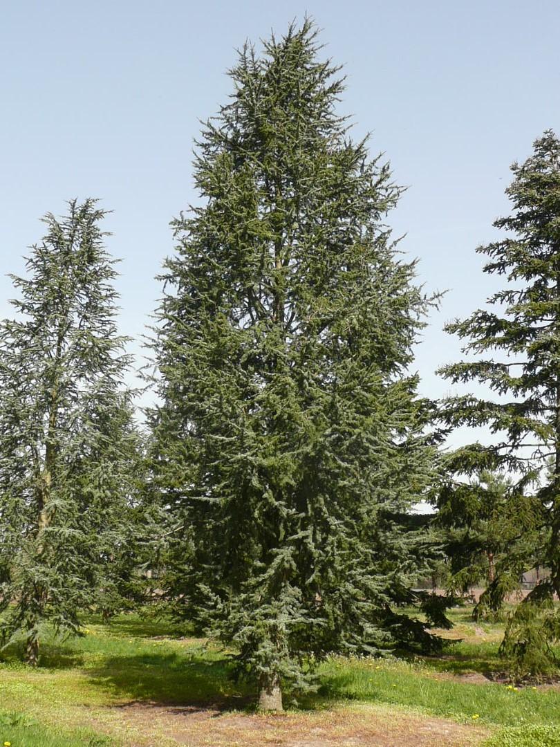 Cedrus Atlantica 'fastigiata' - View 29 from www redcrocus com