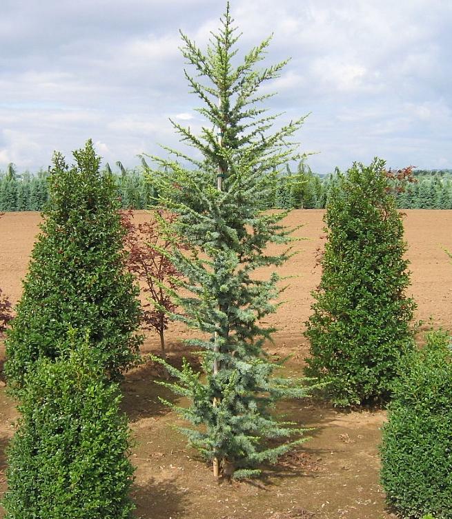 Cedrus Atlantica 'fastigiata' - View 2 from www redcrocus com