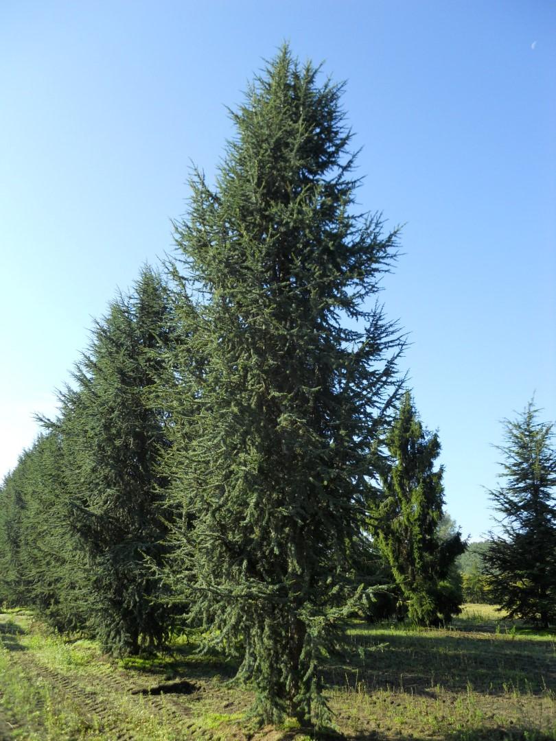 Cedrus Atlantica 'fastigiata' - View 30 from www redcrocus com