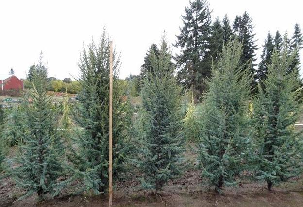 Cedrus Atlantica 'fastigiata' - View 32 from www redcrocus com