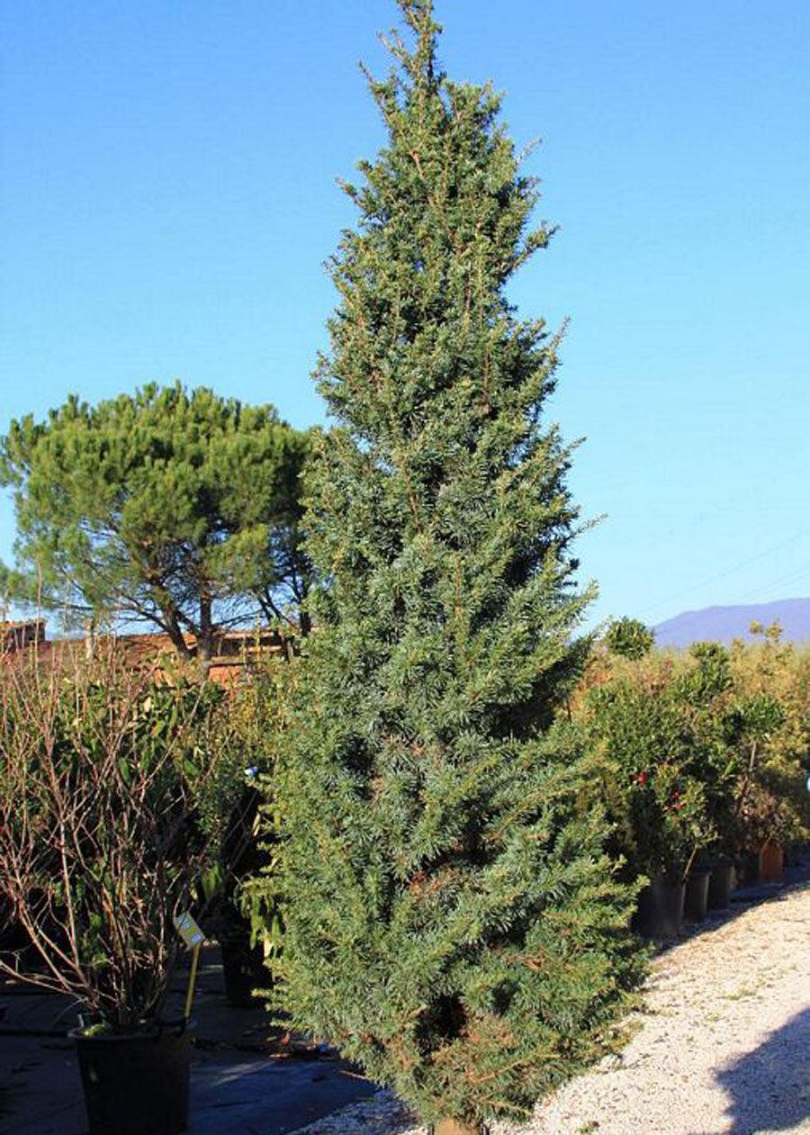 Cedrus Atlantica 'fastigiata' - View 6 from www redcrocus com