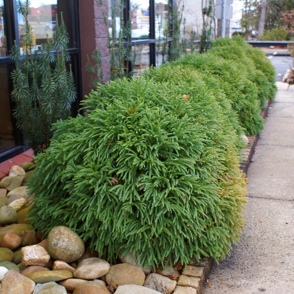 Cryptomeria Japonica 'radicans' - View 23 from www redcrocus com