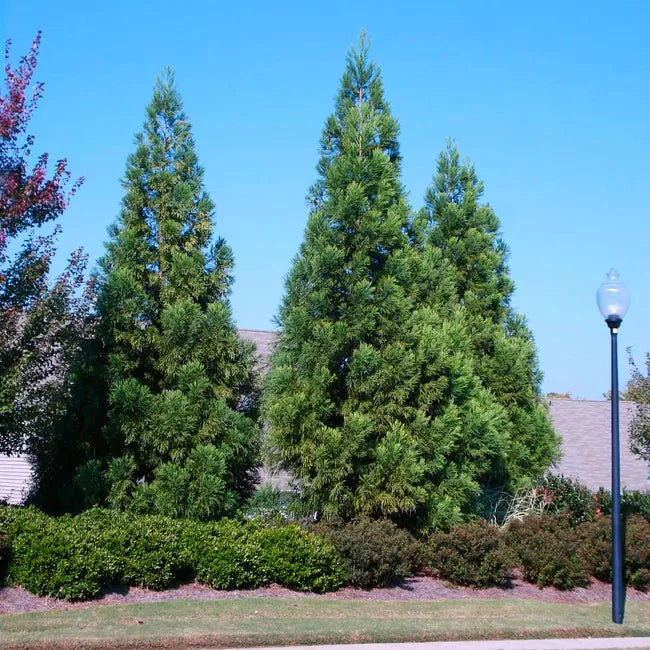 Cryptomeria Japonica 'radicans' - View 26 from www redcrocus com