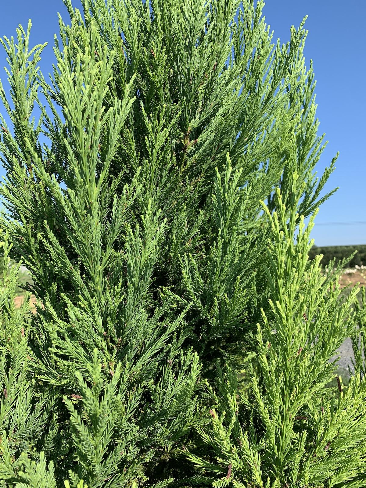 Cryptomeria Japonica 'radicans' - View 34 from www redcrocus com