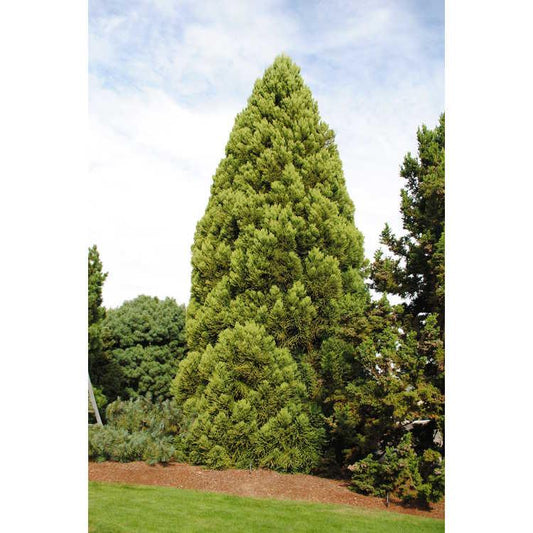 Cryptomeria Japonica 'rein's Dense Jade' - View 10 from www redcrocus com